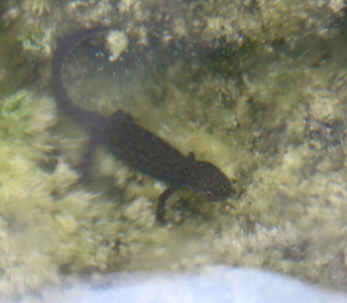  identificazione anfibi  Ichthyosaura alpestris apuana